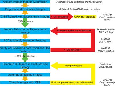 AI-Assisted Forward Modeling of Biological Structures